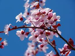 Vive le printemps